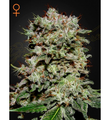Kalashnikova - GREEN HOUSE SEEDS Kalashnikova - GREEN HOUSE SEEDS