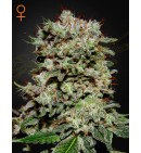 Kalashnikova - GREEN HOUSE SEEDS