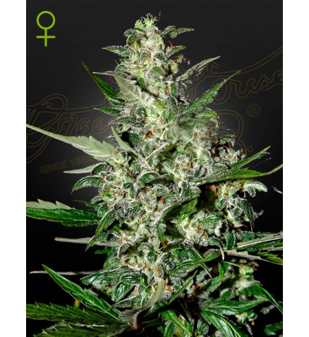 Super Critical Auto - GREEEN HOUSE SEEDS Super Critical Auto - GREEEN HOUSE SEEDS