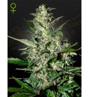 Super Critical Auto - GREEN HOUSE SEEDS