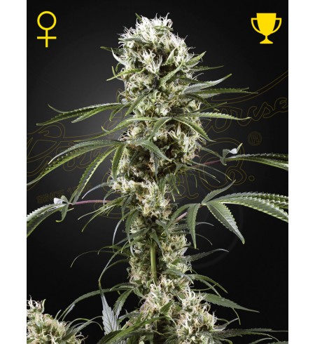 Super Lemon Haze Super Lemon Haze