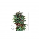 Durban Poison ® - DUTCH PASSION 