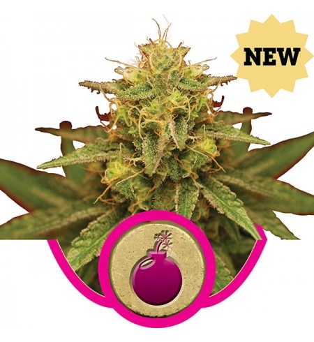 Royal Domina - ROYAL QUEEN SEEDS Royal Domina - ROYAL QUEEN SEEDS