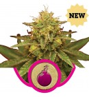 Royal Domina - ROYAL QUEEN SEEDS