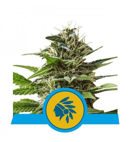 Tatanka Pure CBD - ROYAL QUEEN SEEDS Tatanka Pure CBD - ROYAL QUEEN SEEDS