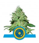 Joanne's CBD - ROYAL QUEEN SEEDS