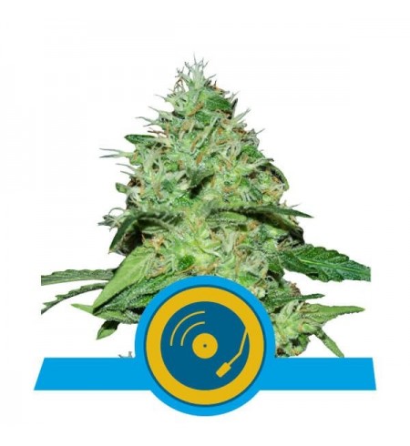 Joanne's CBD - ROYAL QUEEN SEEDS Joanne's CBD - ROYAL QUEEN SEEDS