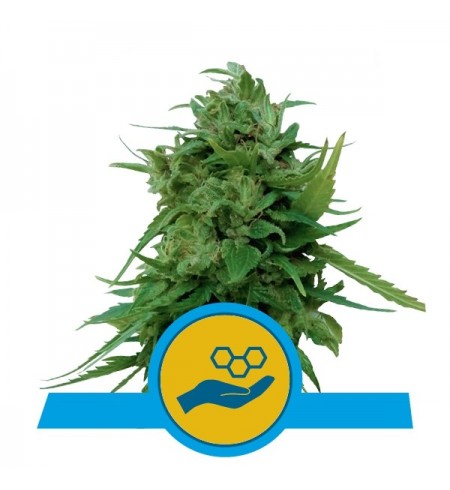 Solomatic Auto CBD - ROYAL QUEEN SEEDS