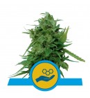 Solomatic Auto CBD - ROYAL QUEEN SEEDS