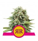 Royal Runtz - ROYAL QUEEN SEEDS