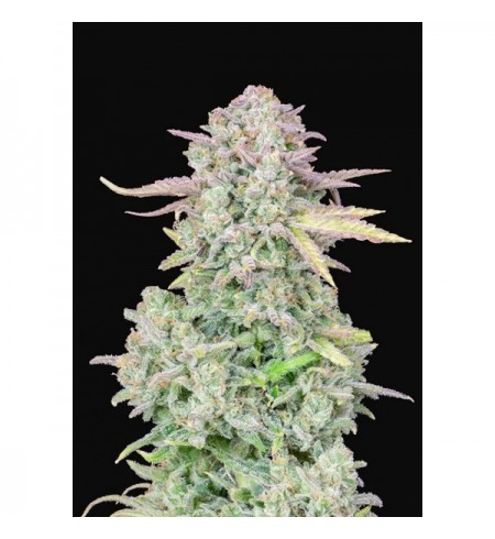 Trainwreck Auto - FASTBUDS Trainwreck Auto - FASTBUDS