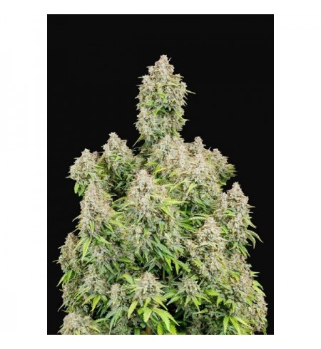 Cinderella Auto - FASTBUDS Cinderella Auto - FASTBUDS