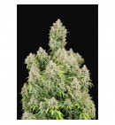 Cinderella Auto - FASTBUDS