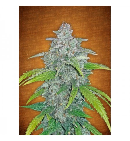Blue Dream Auto - FASTBUDS Blue Dream Auto - FASTBUDS