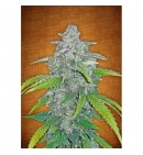 Blue Dream Auto - FASTBUDS