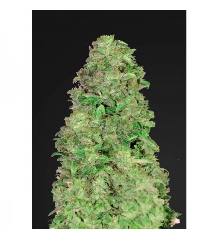 CBD Auto 20:1 - FASTBUDS CBD Auto 20:1 - FASTBUDS