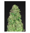 CBD Auto 20:1 - FASTBUDS