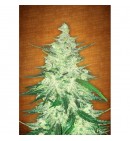 CBD Auto 1:1 (CBD Crack) - FASTBUDS