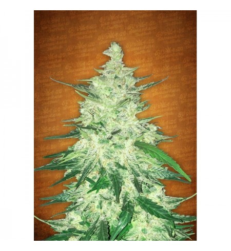 CBD Auto 1:1 (CBD Crack) - FASTBUDS CBD Auto 1:1 (CBD Crack) - FASTBUDS