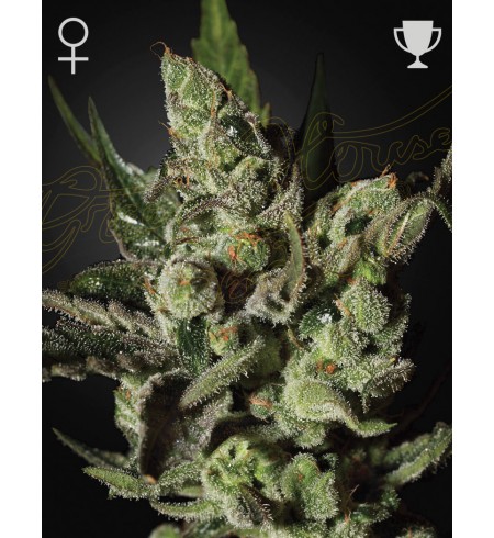 Exodus Cheese - GREEN HOUSE SEEDS Exodus Cheese - GREEN HOUSE SEEDS