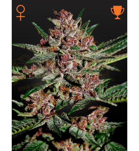 Bubba Kush - GREEN HOUSE SEEDS Bubba Kush - GREEN HOUSE SEEDS