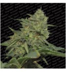 Original Cheese (IBL) - PARADISE SEEDS
