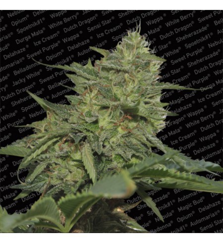 Original Cheese (IBL) - PARADISE SEEDS Original Cheese (IBL) - PARADISE SEEDS