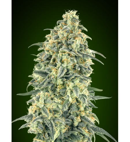 Auto White Widow XXL - 00 SEEDS BANK Auto White Widow XXL - 00 SEEDS BANK