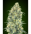 Auto White Widow XXL - 00 SEEDS BANK