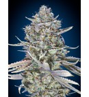 Blue Dream Fast - 00 SEEDS BANK