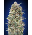California Kush - 00 SEEDS BANK