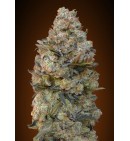 Chocolate Skunk - 00 SEEDS BANK