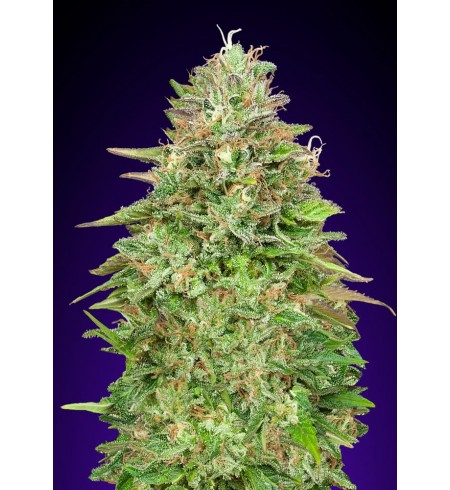 Critical Poison Fast - 00 SEEDS BANK Critical Poison Fast - 00 SEEDS BANK