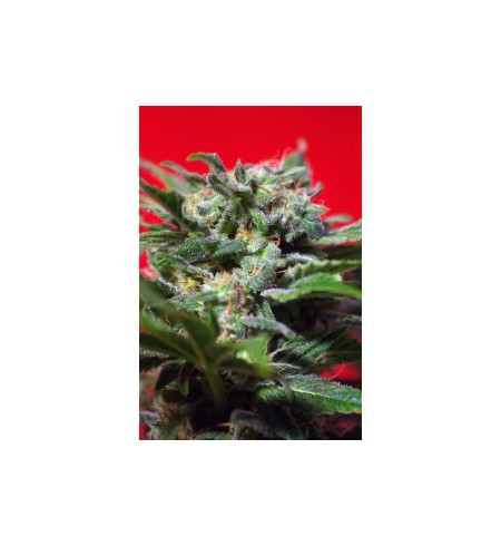 Ganesh Spirit - SWEET SEEDS Ganesh Spirit - SWEET SEEDS