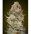 Sweet Critical CBD - 00 SEEDS BANK