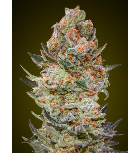 Sweet Critical CBD - 00 SEEDS BANK