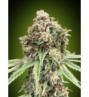 Sweet Critical Fast - 00 SEEDS BANK