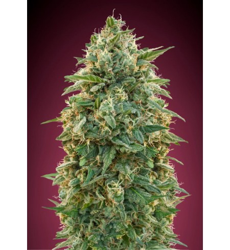 Amnesia - Advanced Seeds Amnesia - Advanced Seeds