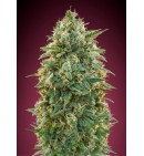 Amnesia - Advanced Seeds