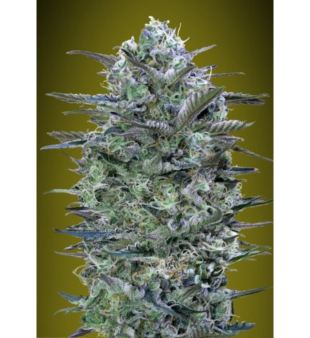 Critical Lemon - Advanced Seeds