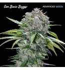 San Bacio Burger - Advanced Seeds