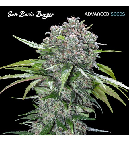 San Bacio Burger - Advanced Seeds