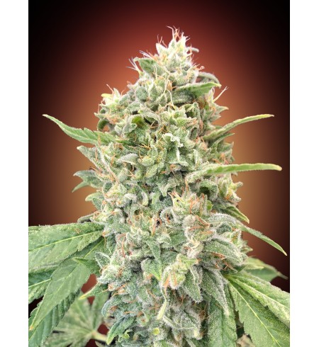 Strawberry Banana - Advanced Seeds