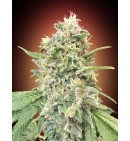 Strawberry Banana - Advanced Seeds
