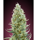 Amnesia Fast - ADVANCED SEEDS