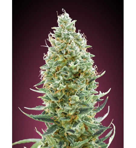 Amnesia Fast - ADVANCED SEEDS Amnesia Fast - ADVANCED SEEDS