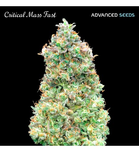 Critical Mass Fast  - ADVANCED SEEDS