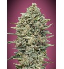 Gelato 33 Fast - ADVANCED SEEDS