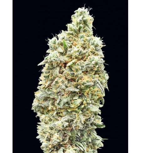 Strawberry Banana Fast - ADVANCED SEEDS