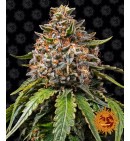White Widow XXL - BARNEY'S FARM